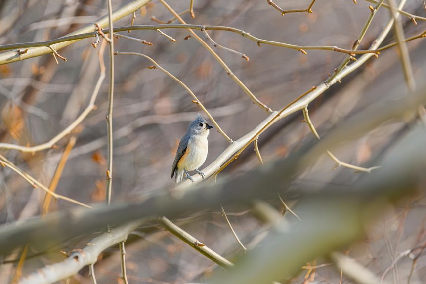 silent march archive collection